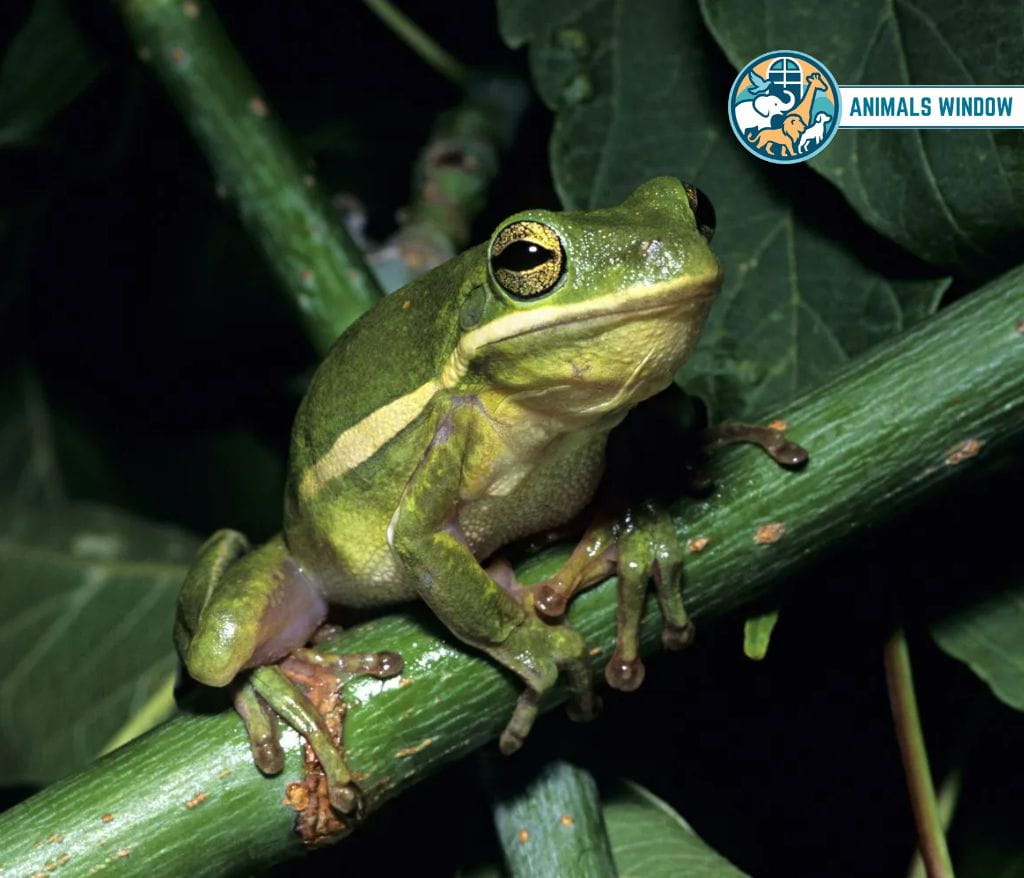 Tree Frog Weak Animals in the World