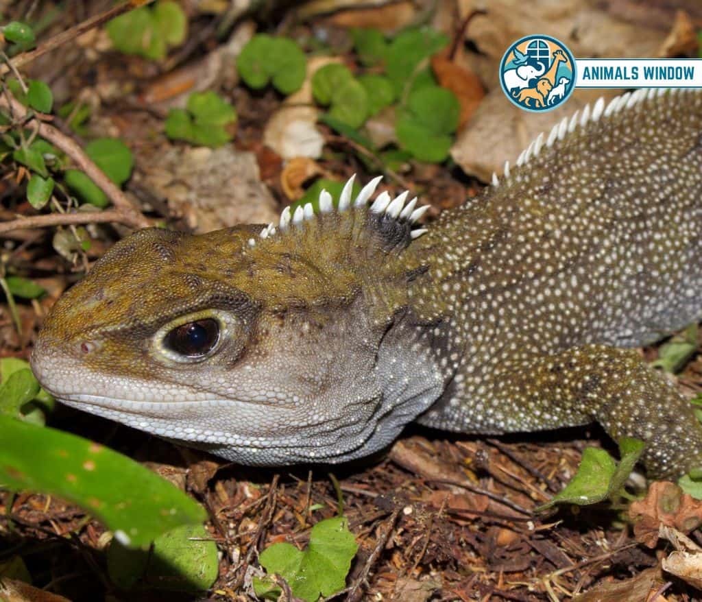 Tuatara Animals with Scales