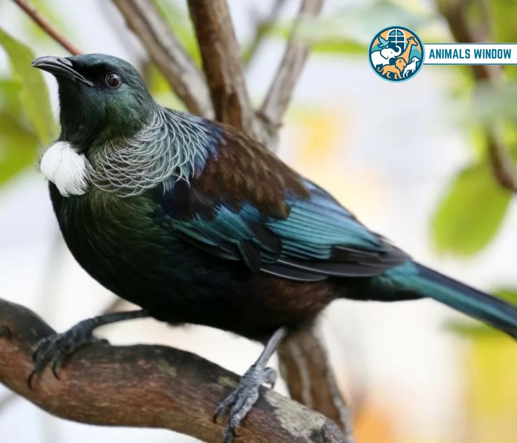 Tūī Animals That Eat Honey