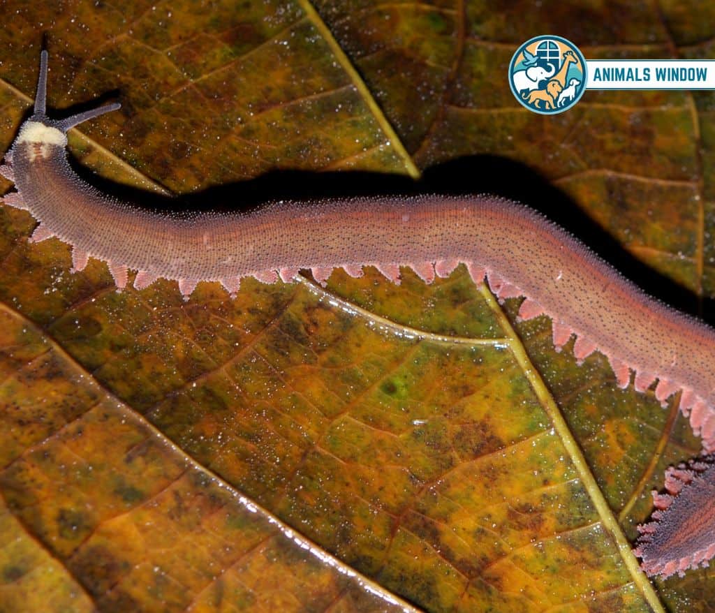Velvet Worm Animal Without Legs
