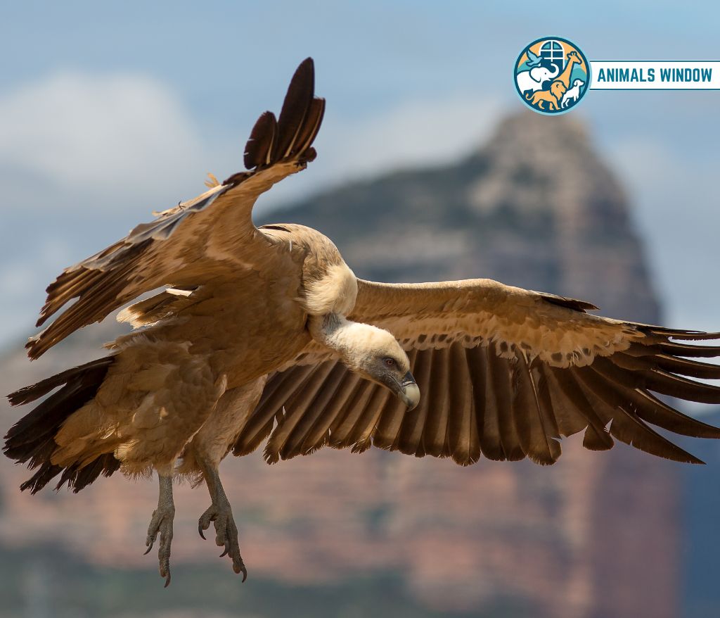 Vulture Greedy Animal