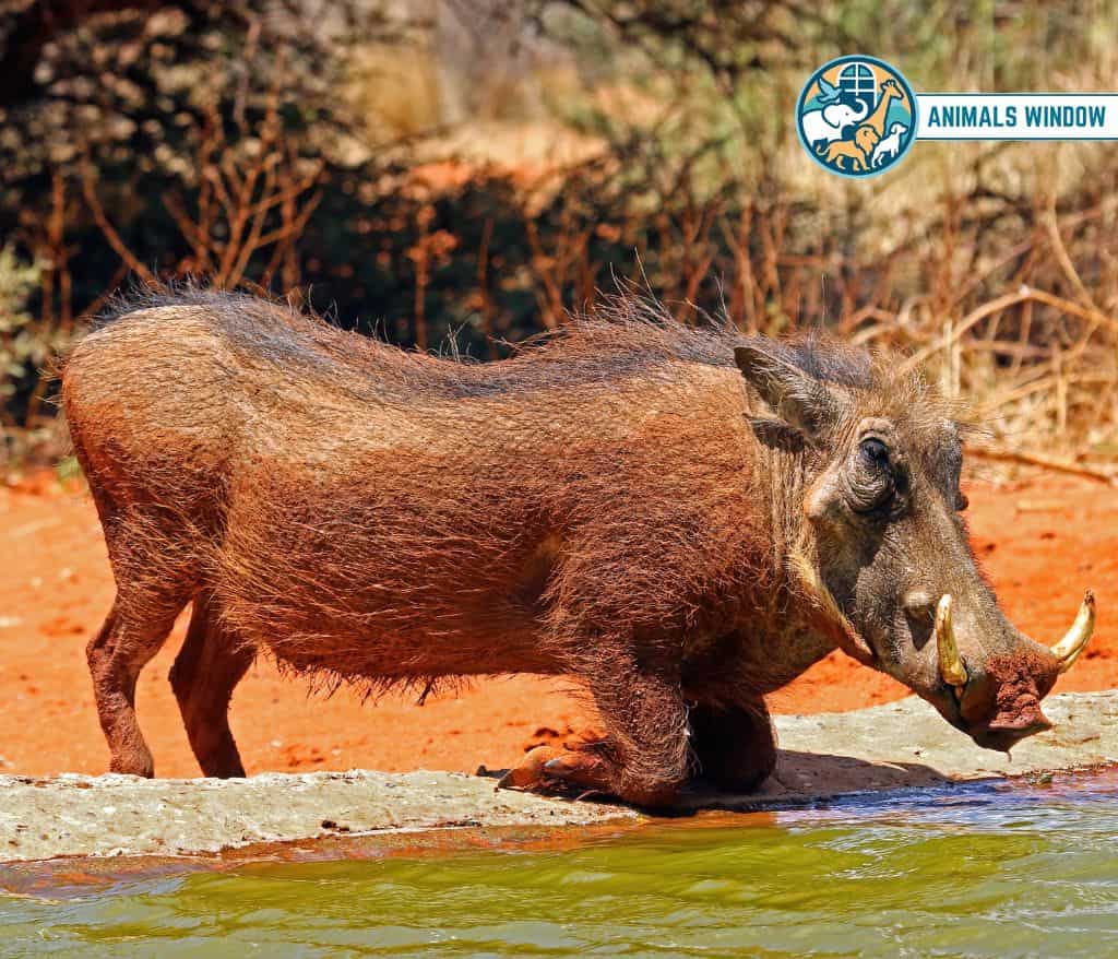 Warthog Gallop Animal