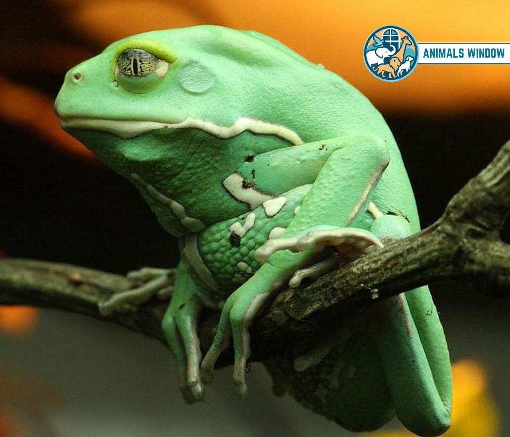 Waxy Monkey Tree Frog Animal with Opposable Thumbs (With Picture and Unique Facts)