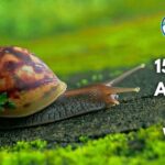 15 Weak Animals in the World (With Pictures and Unique Facts)