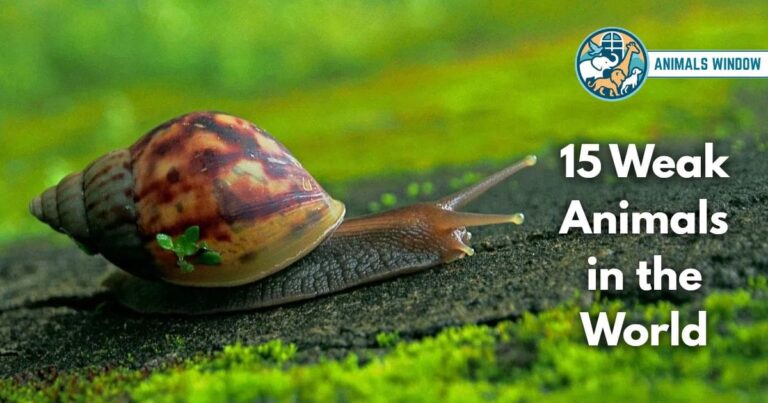 15 Weak Animals in the World (With Pictures and Unique Facts)