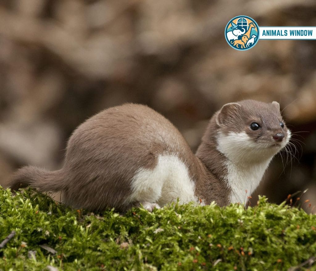Weasel Greedy Animal