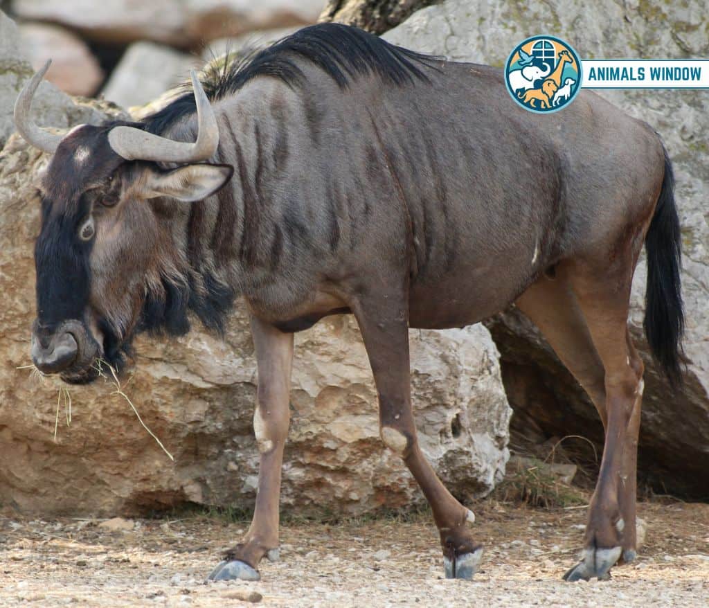 Wildebeest Animal That Gallop