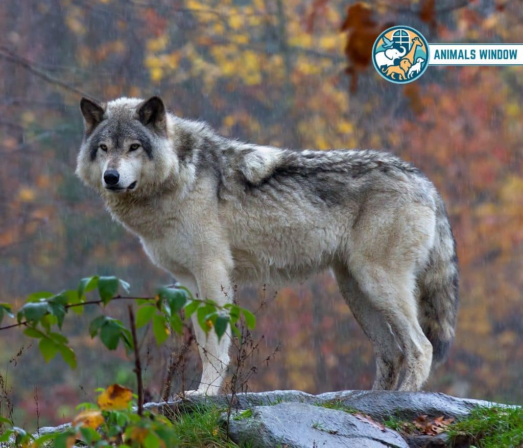 Wolf Animals That Growl on Earth