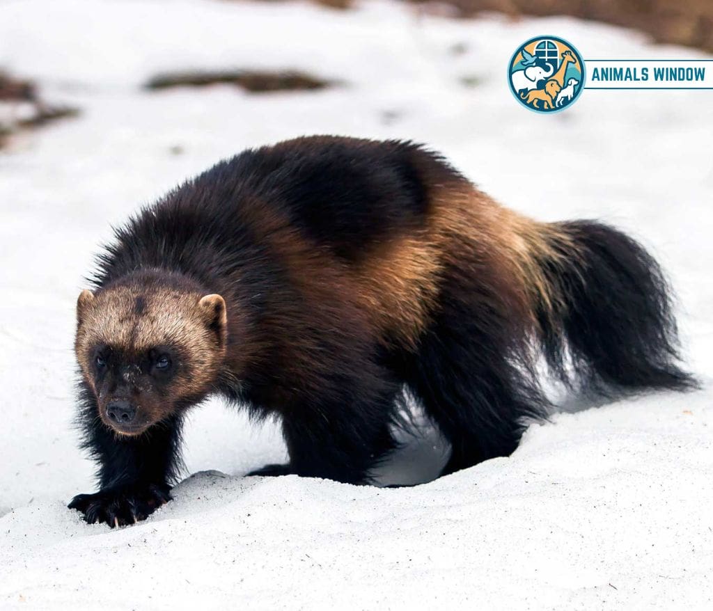 Wolverine Animals That Growl on Earth