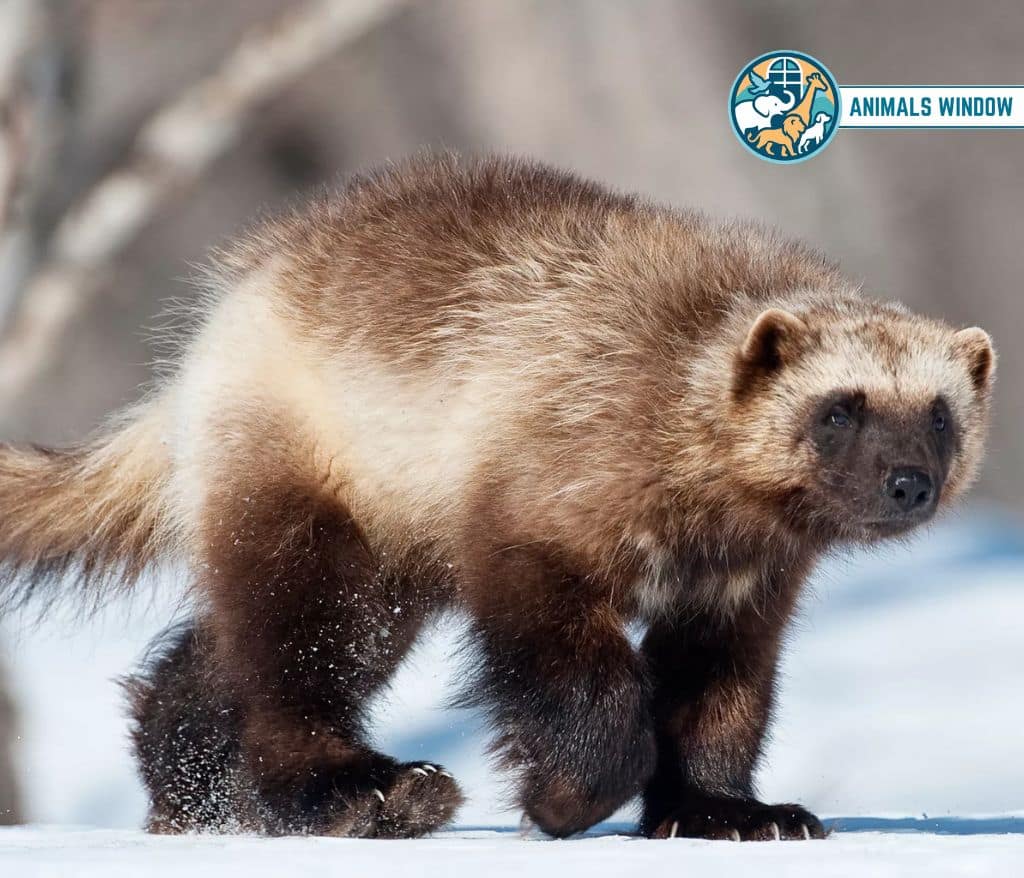 Wolverine Greedy Animal
