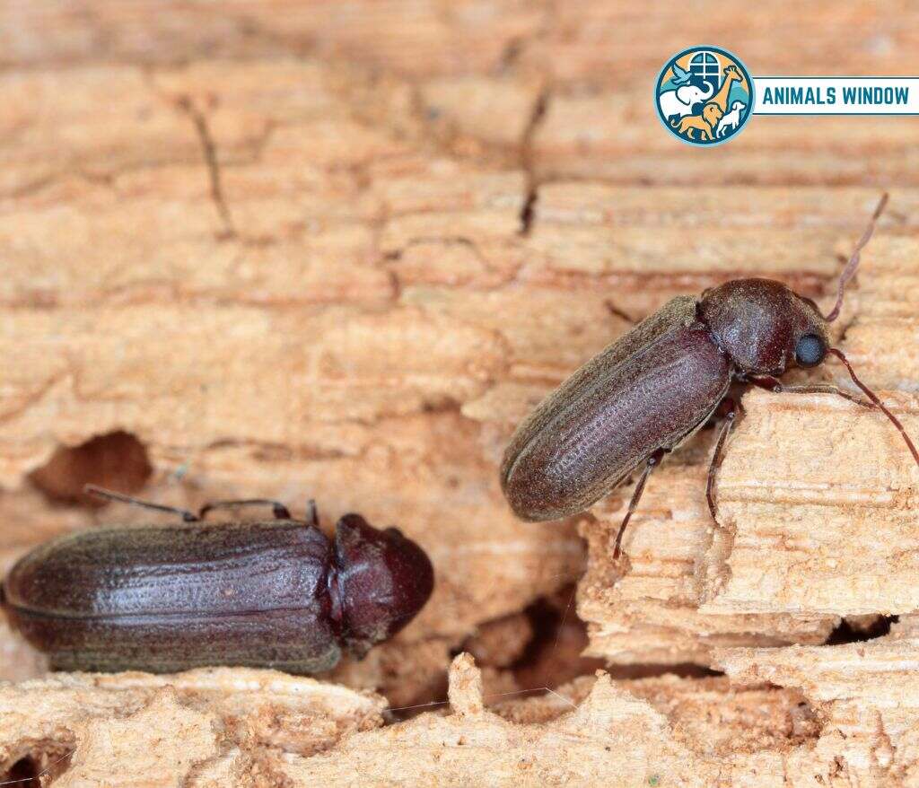 Wood-Boring Beetles Animals That Eat Wood