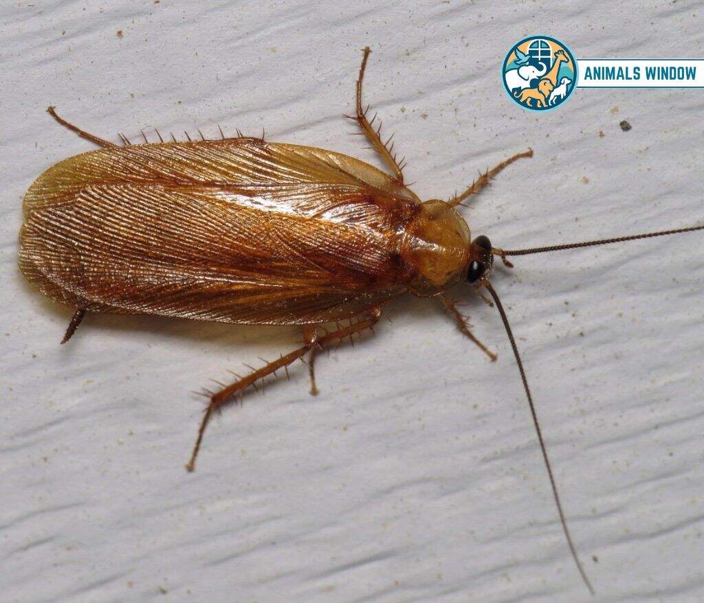 Wood Cockroaches Animal That Eat Wood