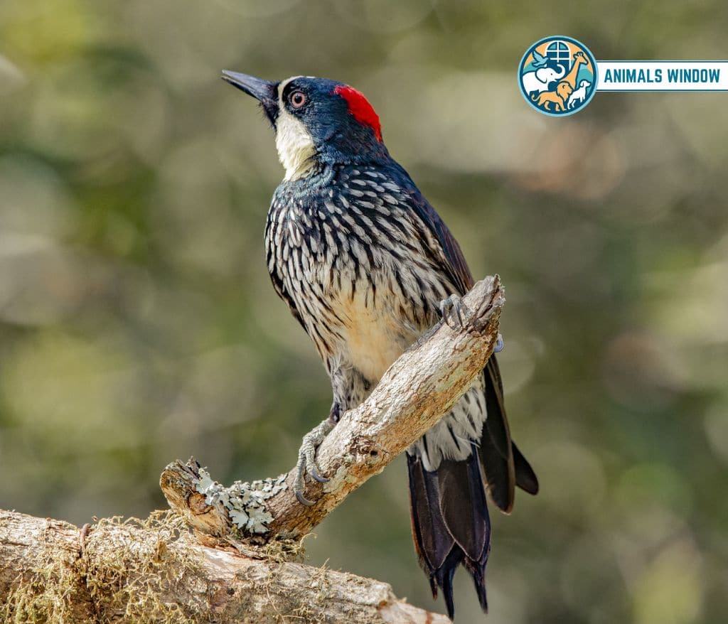 Woodpecker Animals That Eat Honey