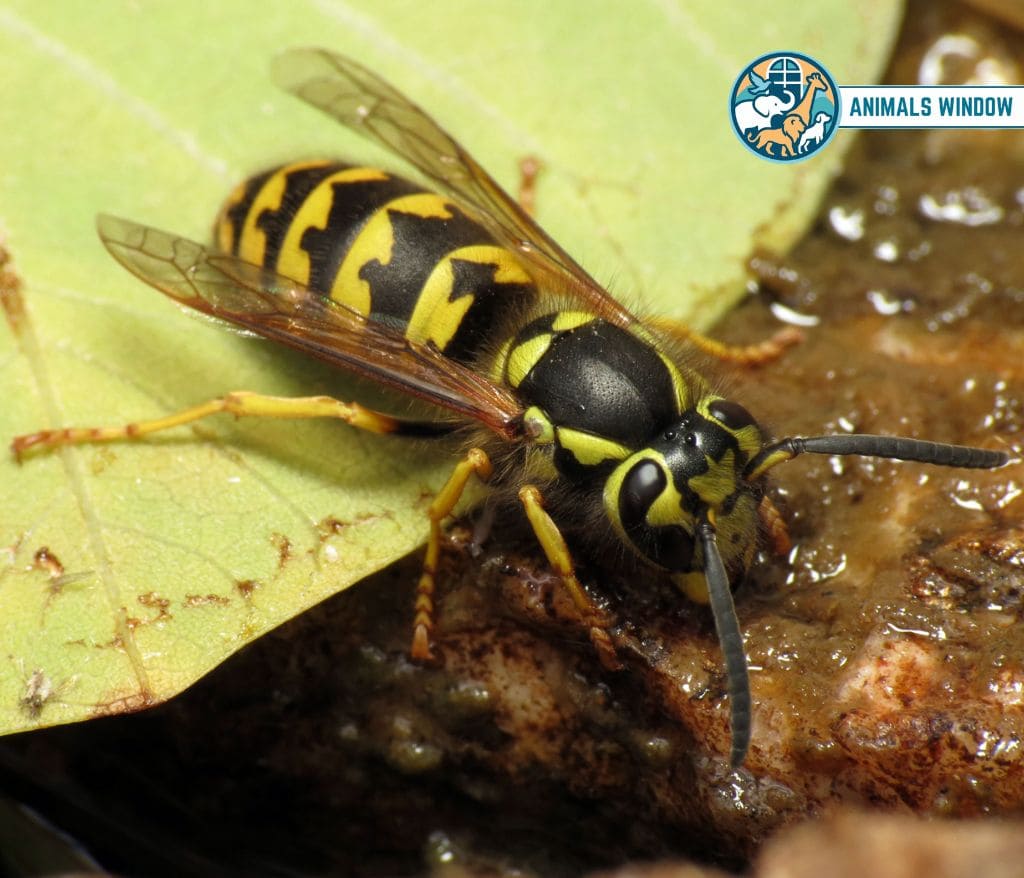Yellow Jacket Wasp Animal That Eat Honey