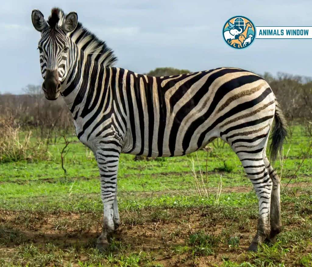Zebra Animal That Gallop