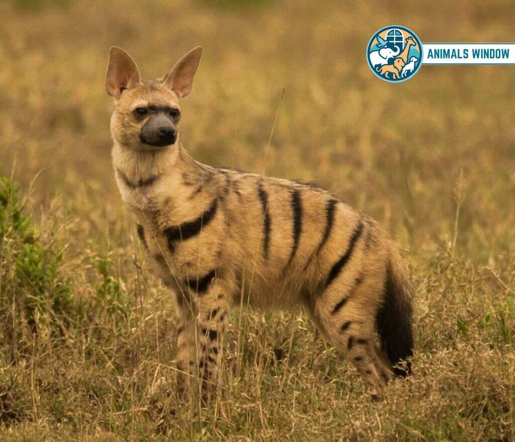Aardwolf Animal That Eat Insects