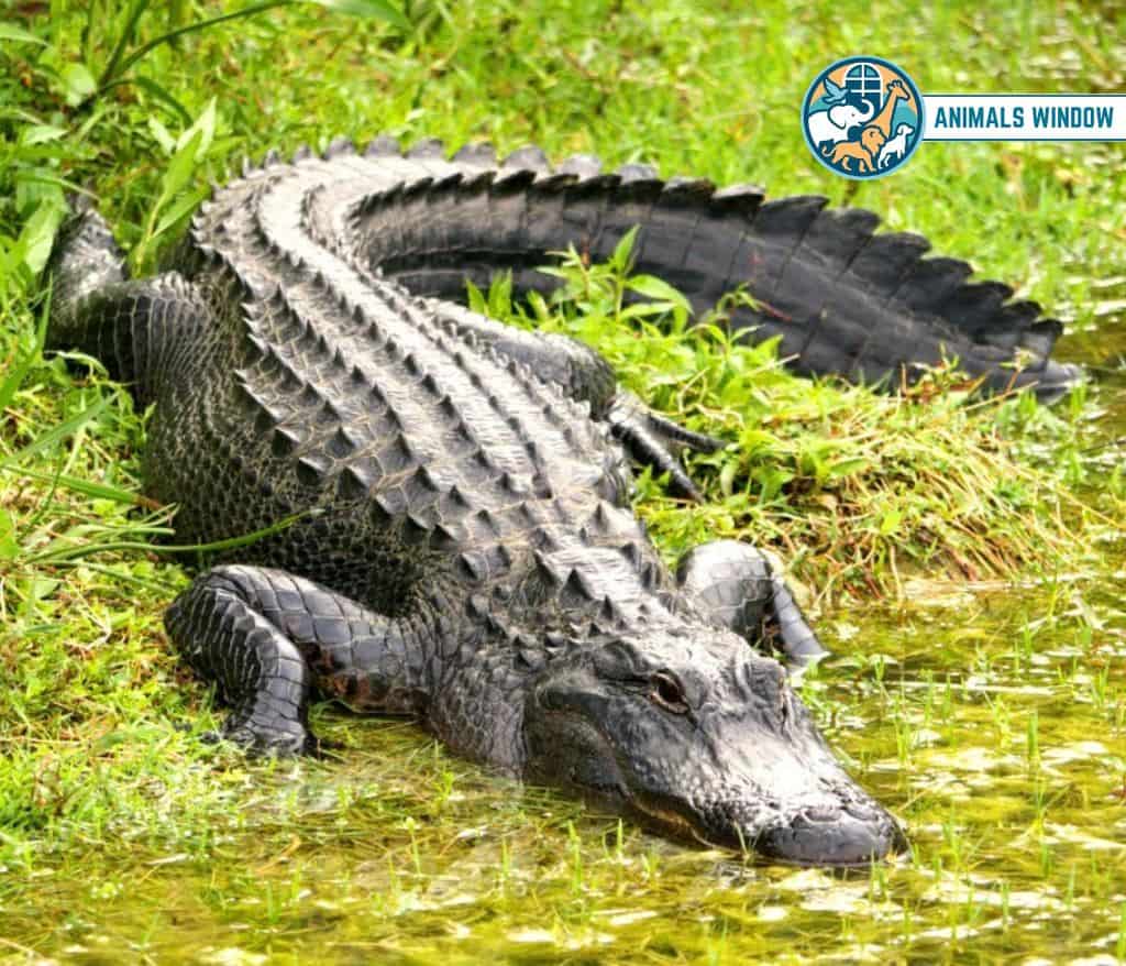 American Alligator Animal With the Most Teeth