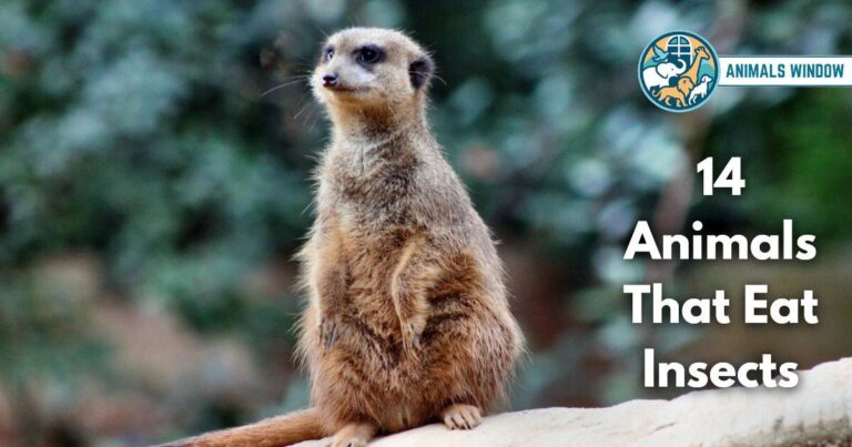 14 Animals That Eat Insects (With Pictures and Unique Facts)