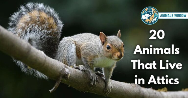 20 Animals That Live in Attics (With Pictures and Unique Facts)