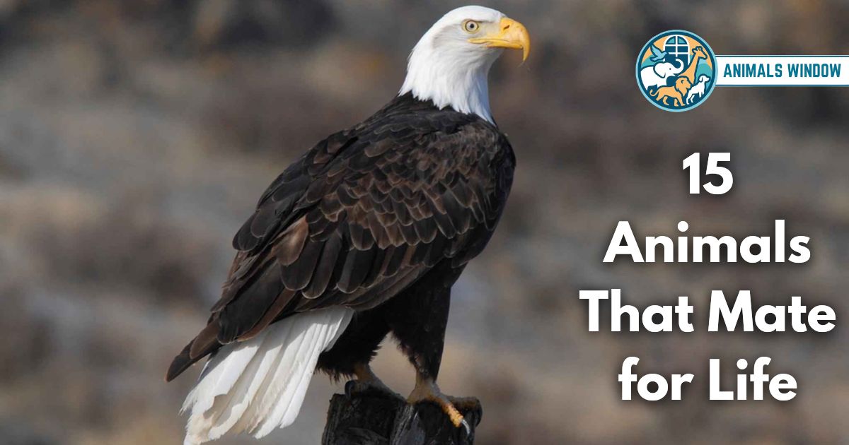 15 Animals That Mate for Life (With Pictures and Unique Facts)
