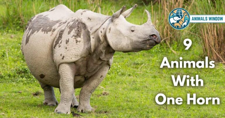 9 Animals With One Horn (With Pictures and Unique Facts)
