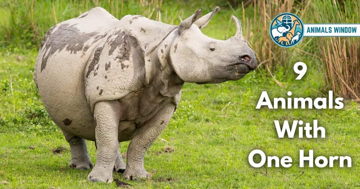 9 Animals With One Horn (With Pictures and Unique Facts)