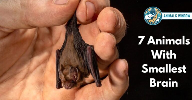 7 Animals With Smallest Brain (With Pictures and Unique Facts)