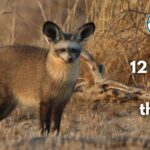 12 Animals With the Most Teeth (With Pictures and Unique Facts)