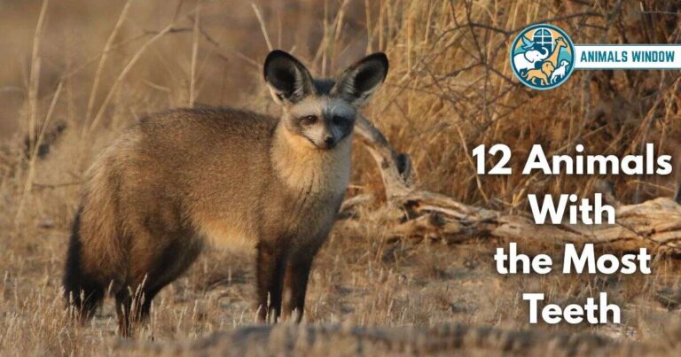 12 Animals With the Most Teeth (With Pictures and Unique Facts)