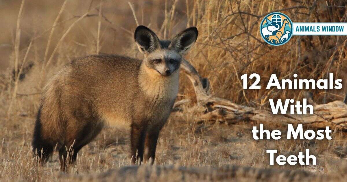 12 Animals With the Most Teeth (With Pictures and Unique Facts)