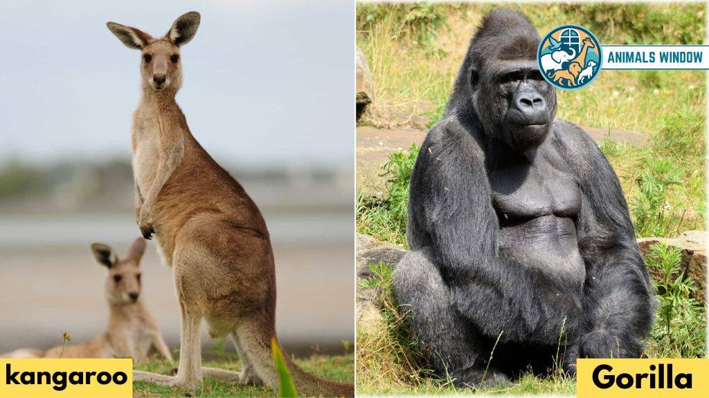 Are Kangaroos Stronger Than Gorillas?