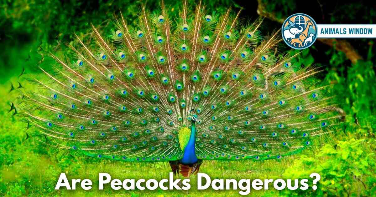 Are Peacocks Dangerous? What You Actually Need to Know