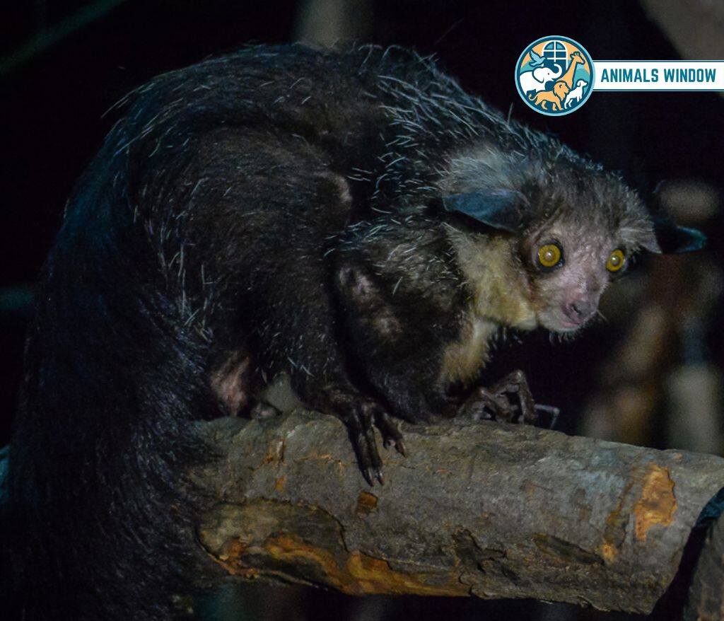 Aye-Aye Animals That Eat Insects