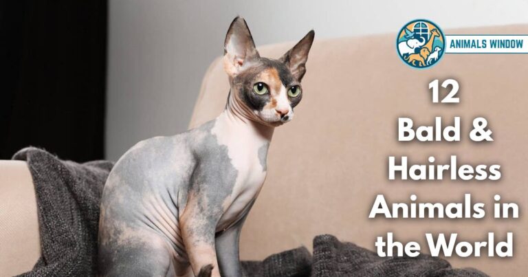 12 Bald & Hairless Animals in the World (With Pictures and Unique Facts)