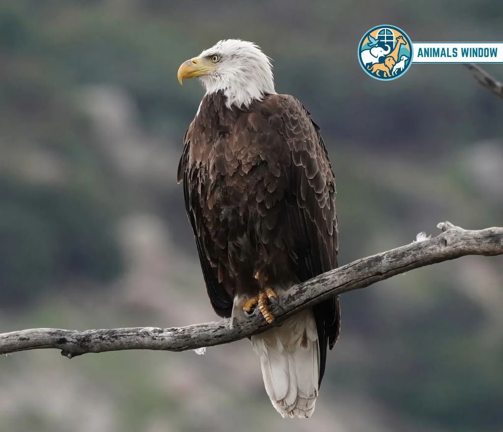 Bald Eagle Animal That Mate for Life