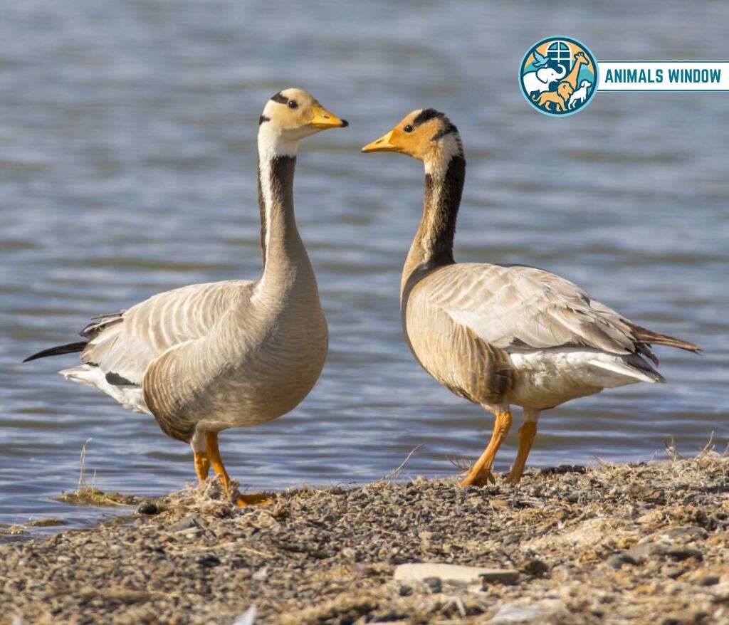 Bar-Headed Goose Mount Everest Animal