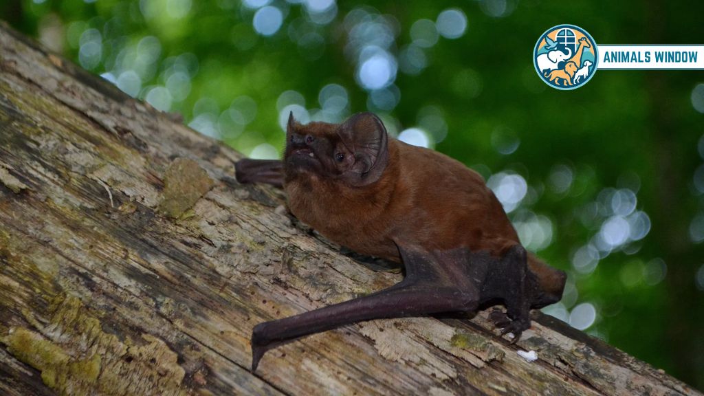 Bat Animal With Best Hearing