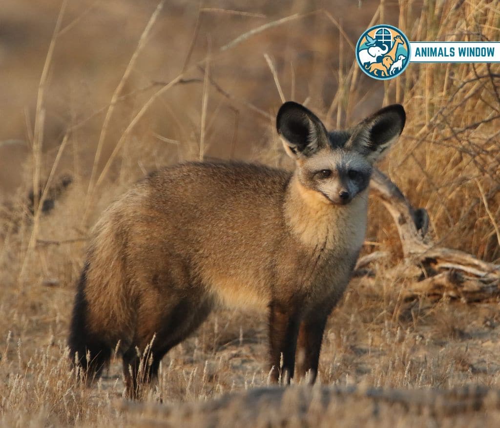 Bat-Eared Fox Animals With the Most Teeth