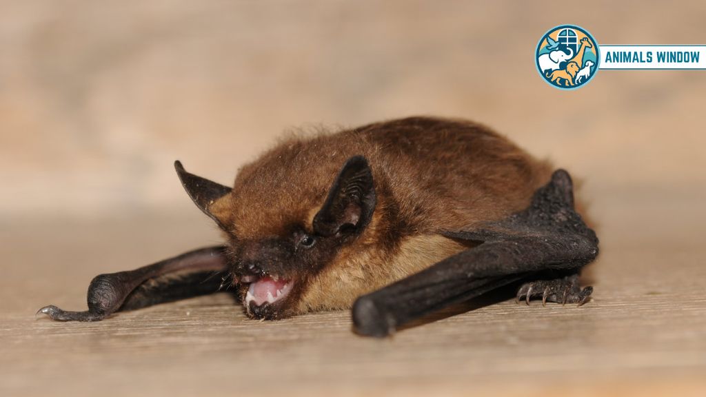 Big Brown Bat Animal That Live in Attics