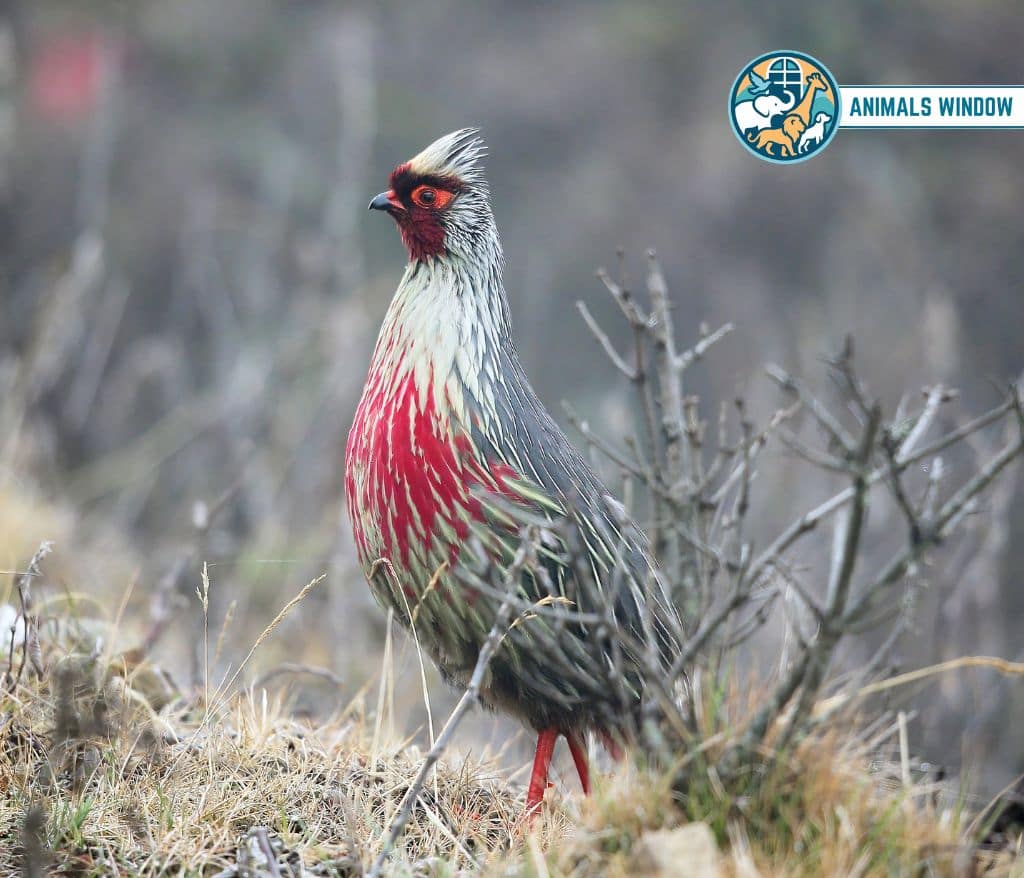 Blood Pheasant Mount Everest Animals
