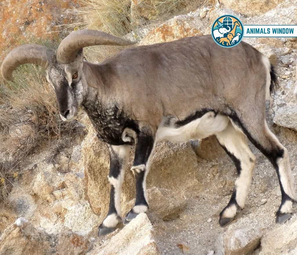 Blue Sheep (Bharal) Mount Everest Animals