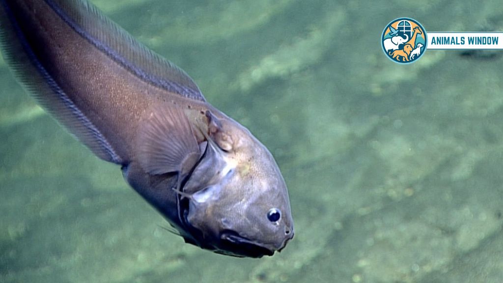 Bony-Eared Assfish Animals With Smallest Brain