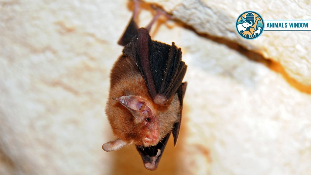 Bumblebee Bat Animals With Smallest Brain