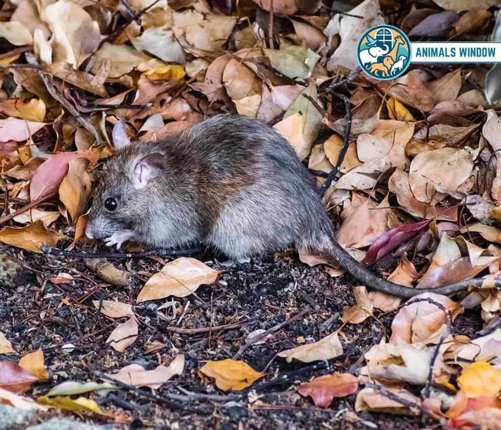California Mouse Animal That Mate for Life