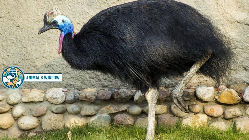 Cassowary Animal With One Horn