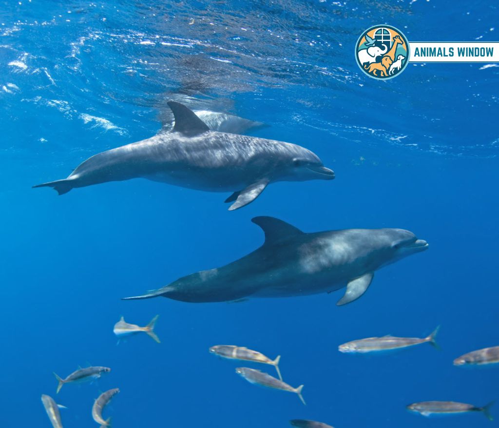 Cetaceans Bald & Hairless Animals in the World