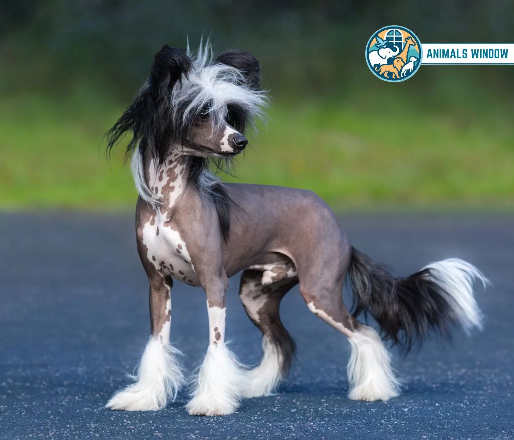 Chinese Crested Dog Bald & Hairless Animals in the World