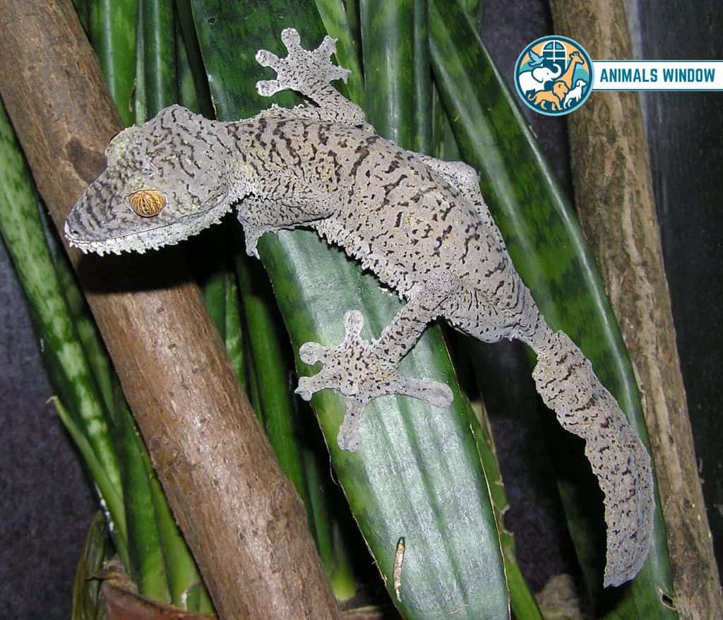 Common Leaf-Tailed Gecko Animal With the Most Teeth