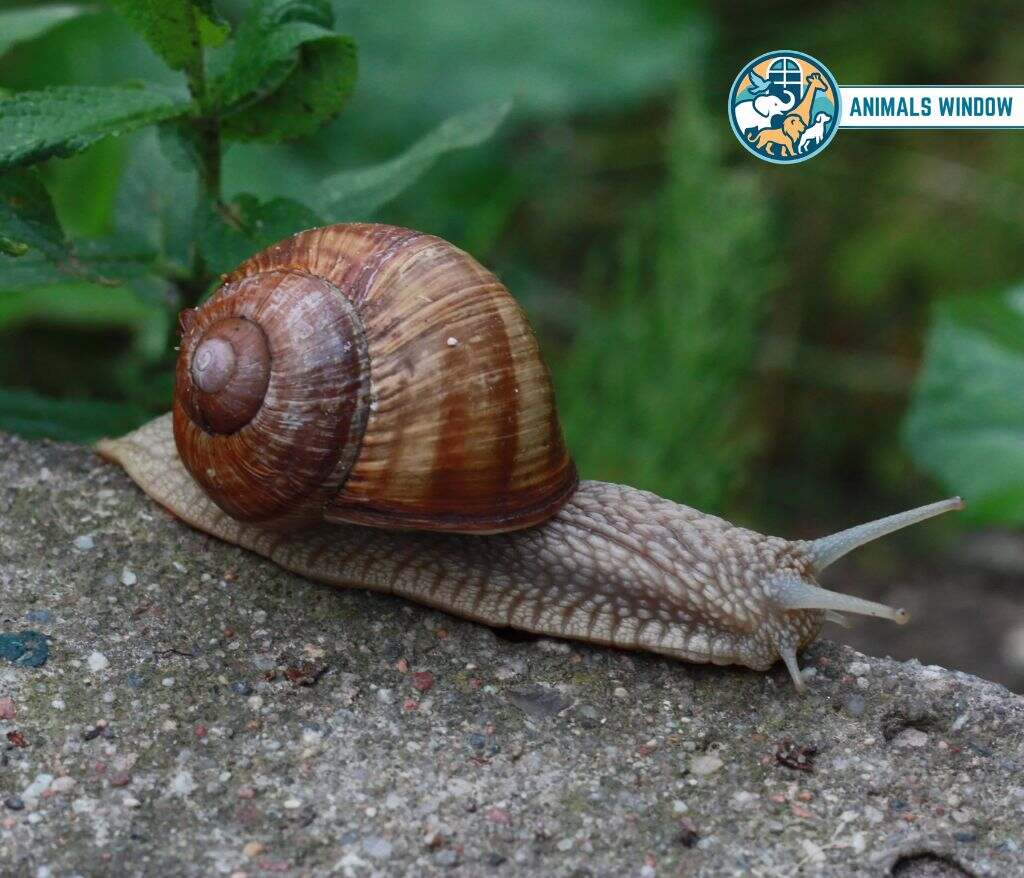 Common Snail Animals With the Most Teeth