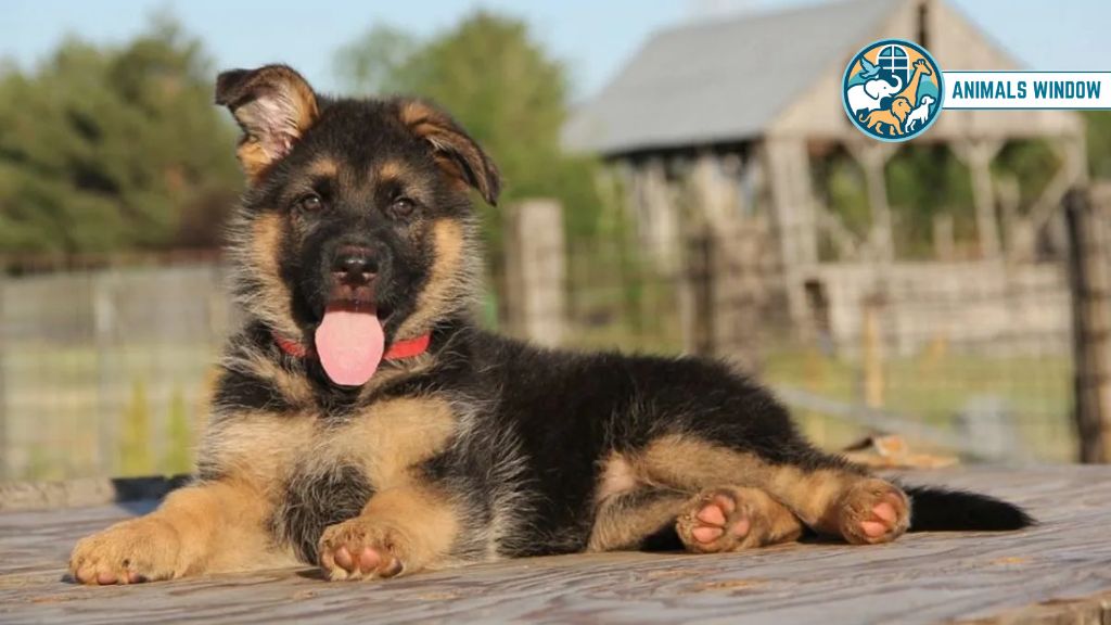 Dog Animals With Best Hearing